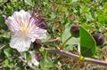 Capparis spinosa